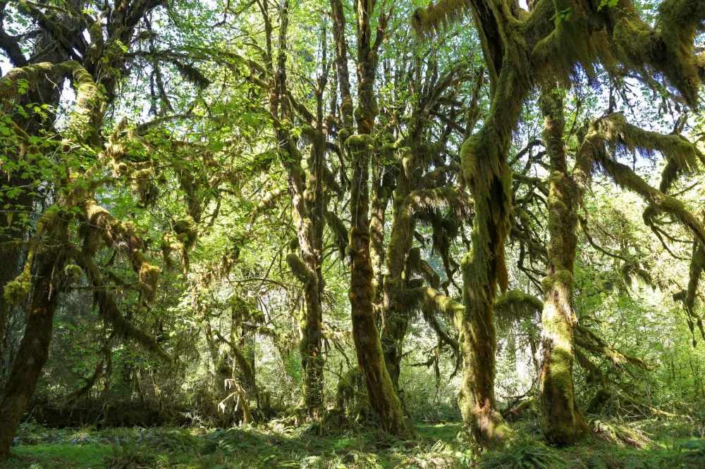 Experiencing the Untamed Majesty: A Journey Through Olympic National Park