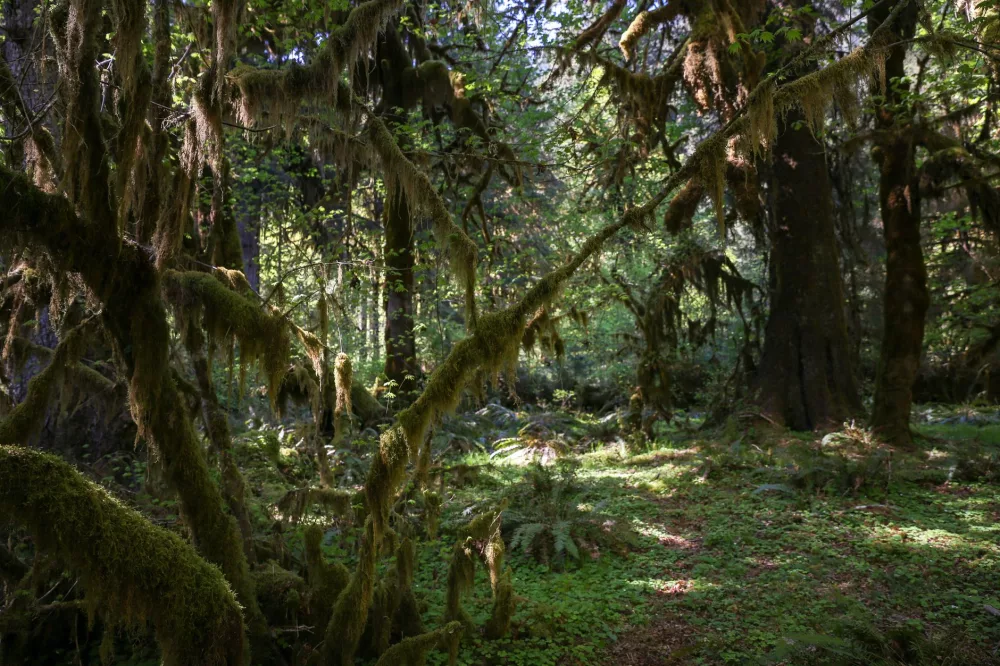 Unveiling the Untamed Beauty: My Journey Through Olympic National Park