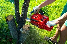 Why retain the services of a specialist Tree Provider Business?
